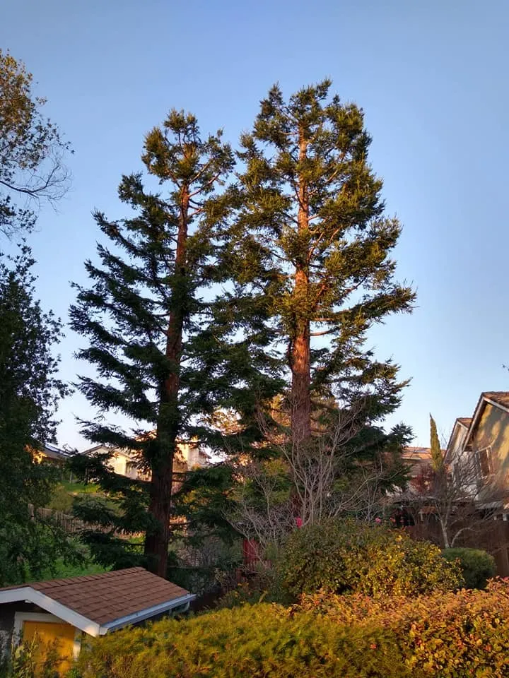 Professional lawn mowing service for year-round maintenance in Hercules, CA by Jose Luis Mata Landscaping