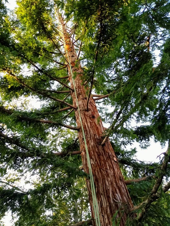 Trusted lawn mowing service experts serving Hercules, CA - Jose Luis Mata Landscaping