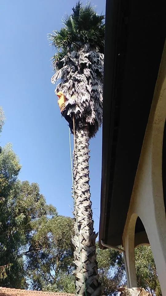 Expert outdoor landscaping for year-round maintenance in Hercules, CA by Jose Luis Mata Landscaping