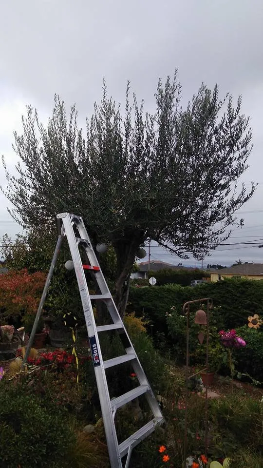 Professional garden landscaping in Hercules, CA - Jose Luis Mata Landscaping