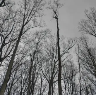 Expert landscape design experts serving Fredericksburg, VA - Jose Luis Tree Service