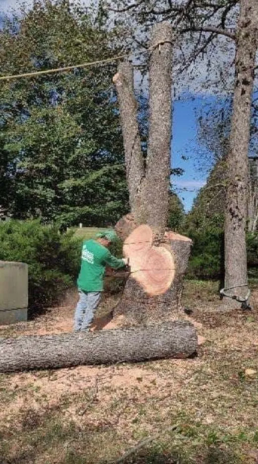 Trusted yard cleanup service experts serving Fredericksburg, VA - Jose Luis Tree Service