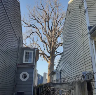 Expert landscape installation in Fredericksburg, VA by Jose Luis Tree Service