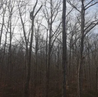 Local garden landscaping in Fredericksburg, VA by Jose Luis Tree Service