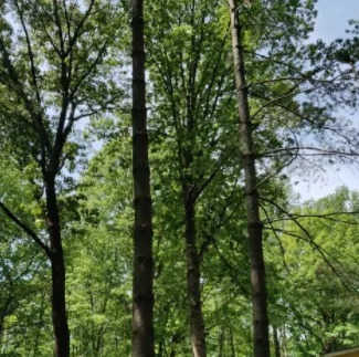 Professional landscape installation in Fredericksburg, VA - Jose Luis Tree Service