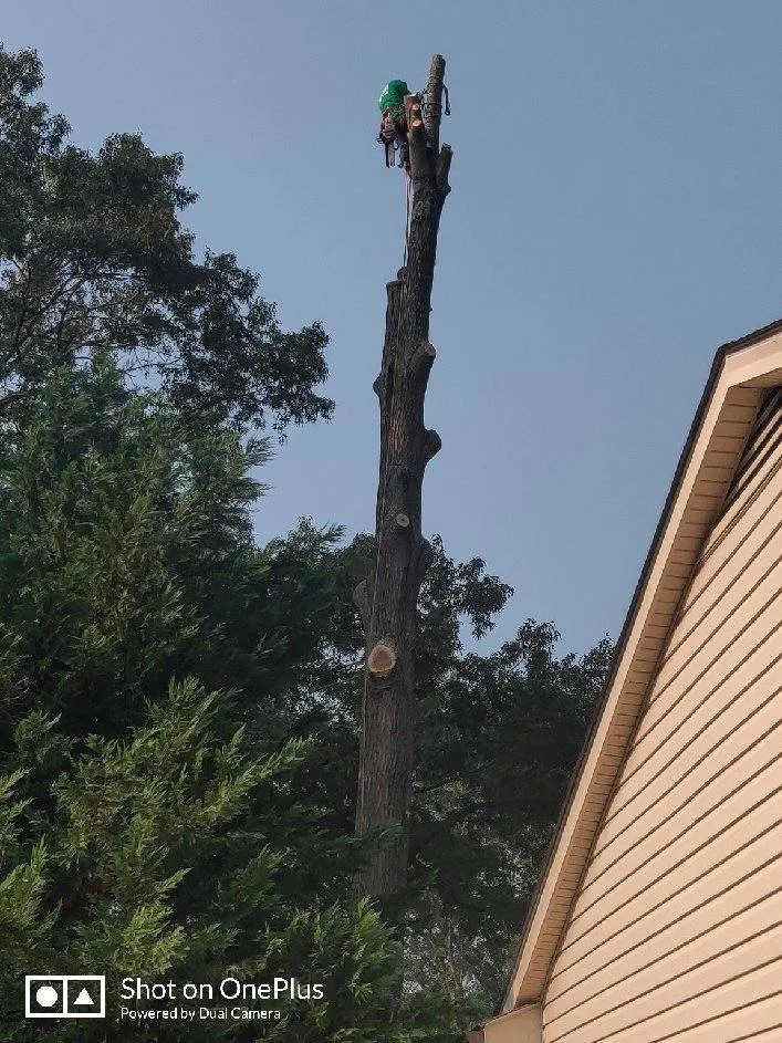 Professional garden landscaping for homes across Fredericksburg, VA - Jose Luis Tree Service