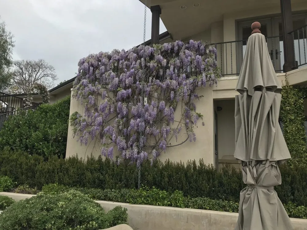 Top-rated residential landscaping in Santa Barbara, CA - Jose Martinez Gardening Care