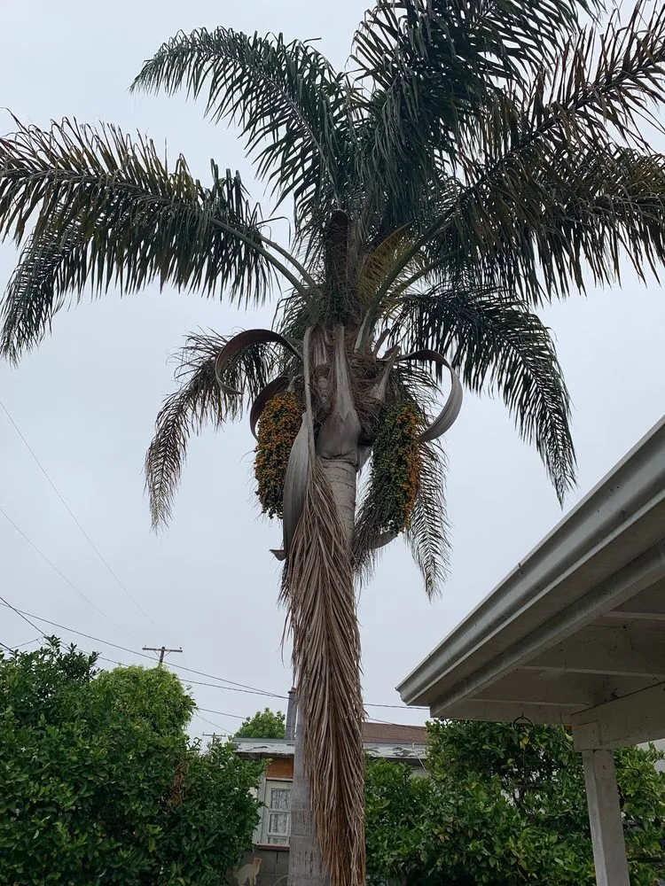 Reliable garden landscaping in Ventura, CA by Jose Medina Landscaping