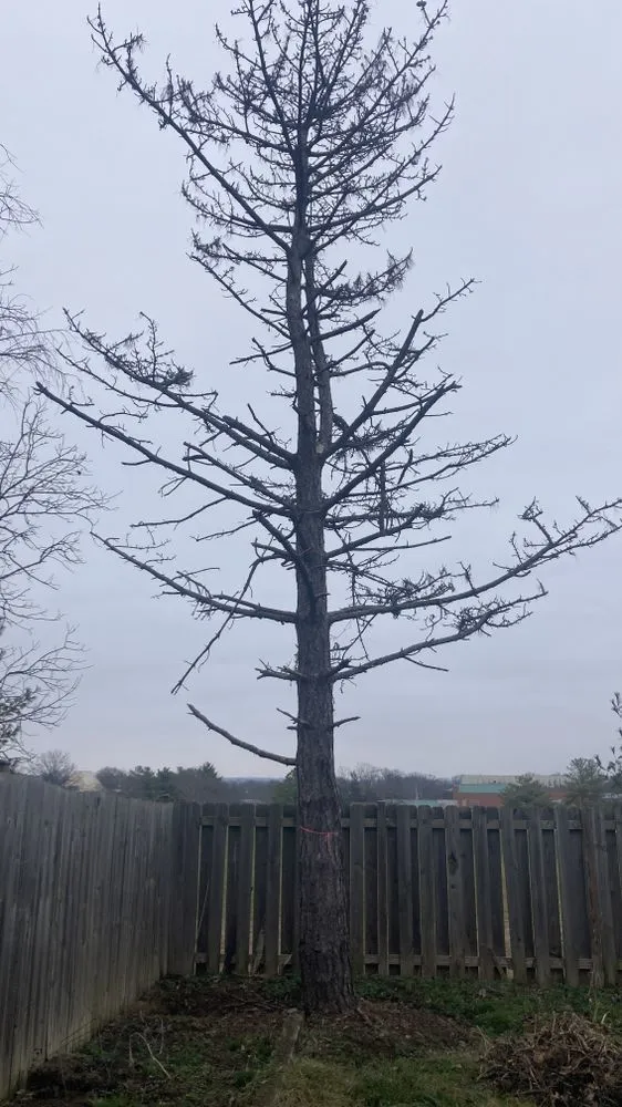 Local lawn care service experts serving Glen Burnie, MD - Jose Mendoza Landscaping