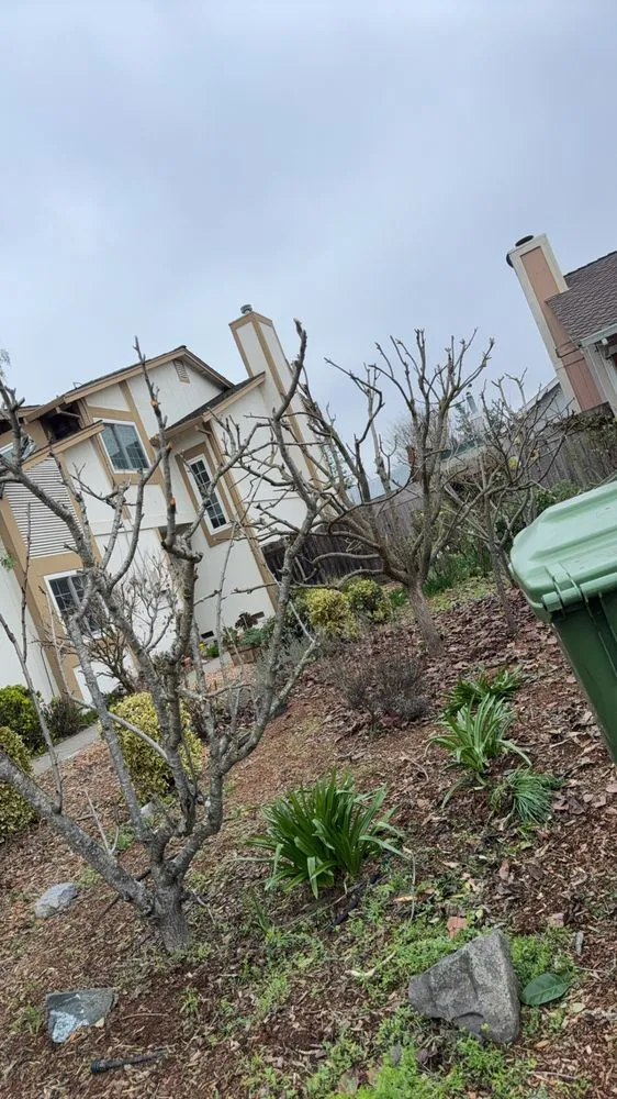 Local outdoor landscaping for beautiful yards in Petaluma, CA by Jose Montoya Landscaping