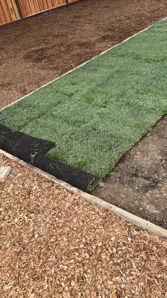 Top-rated yard cleanup service in Petaluma, CA by Jose Montoya Landscaping