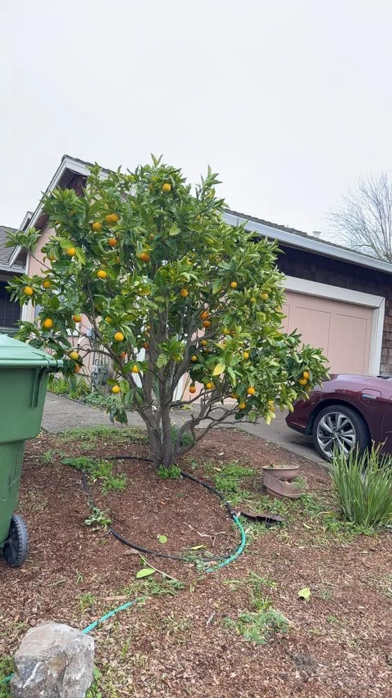 Trusted landscape design in Petaluma, CA - Jose Montoya Landscaping