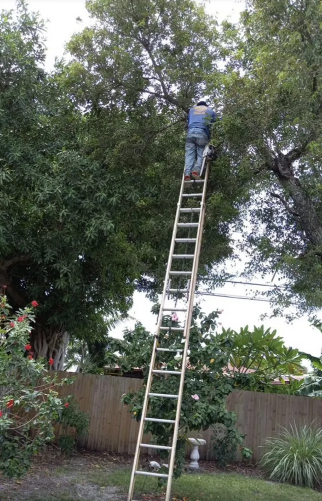 Affordable yard cleanup service in Pearland, TX - Jose N Landscaping Services