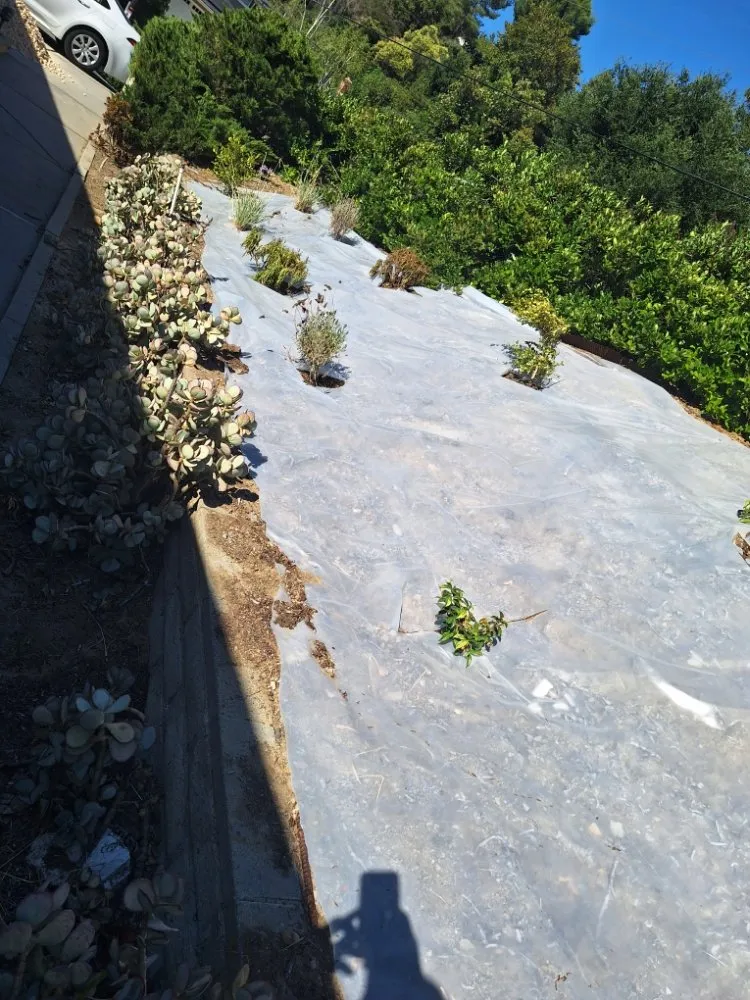 Top-rated yard cleanup service for homes in Los Angeles, CA by Jose Quinteros Landscaping