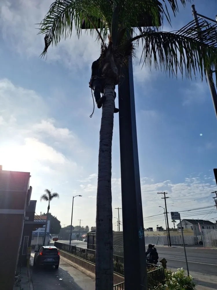 Affordable landscape installation in Los Angeles, CA - Jose Quinteros Landscaping