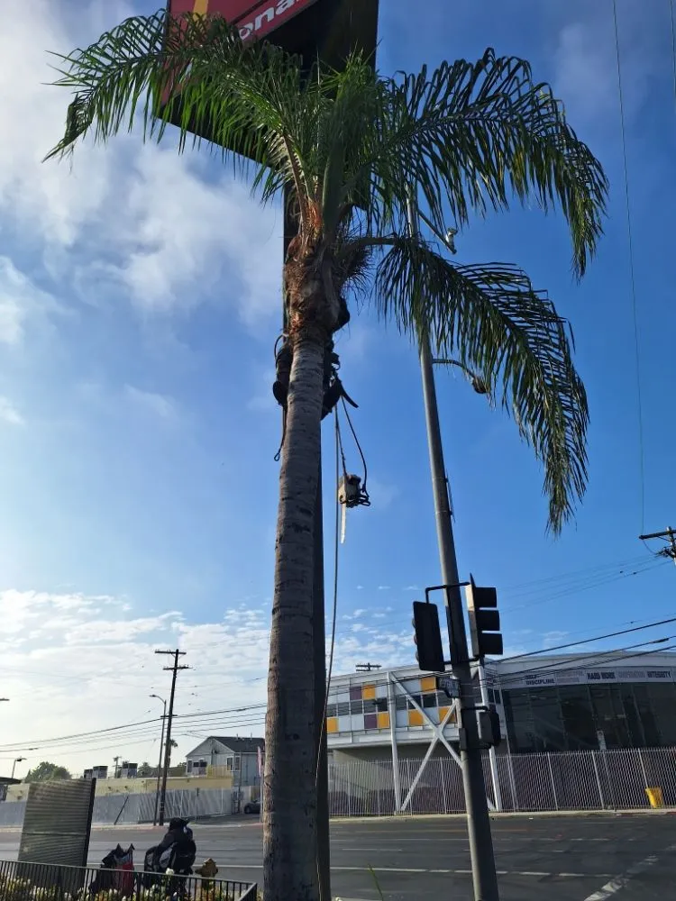 Top-rated landscaping services near you across Los Angeles, CA - Jose Quinteros Landscaping