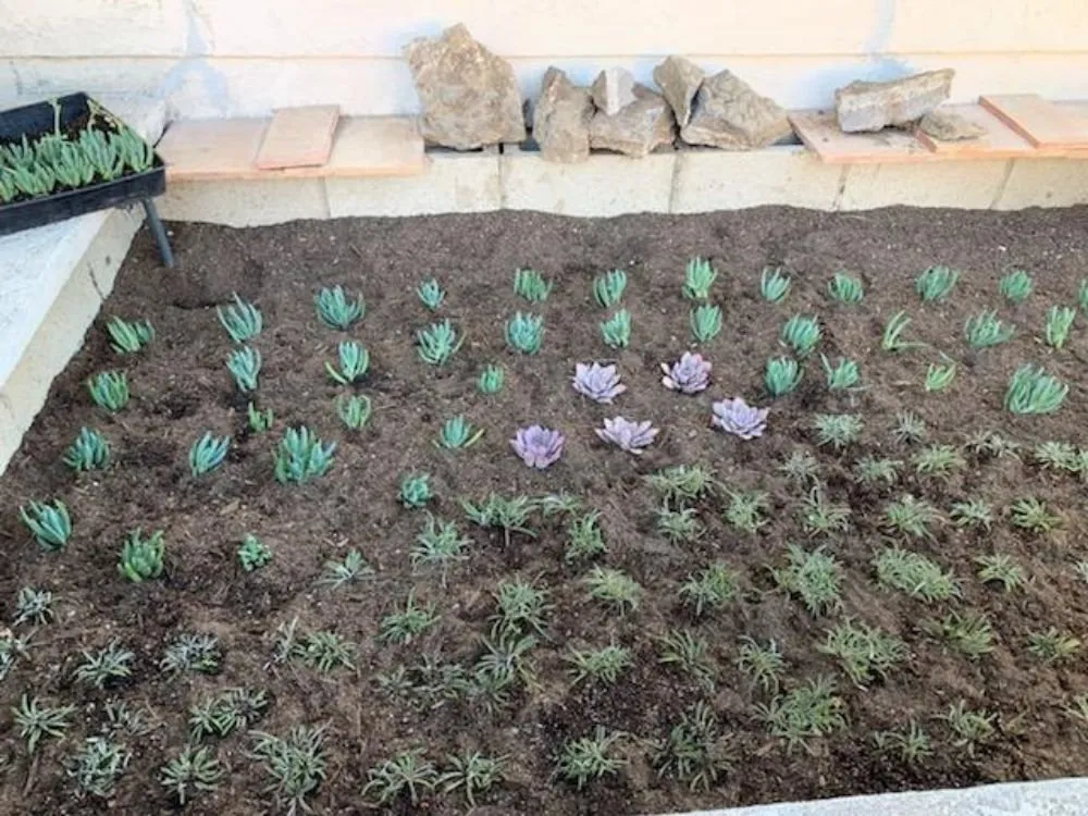 Local landscaping services in Los Angeles, CA by Jose Quinteros Landscaping