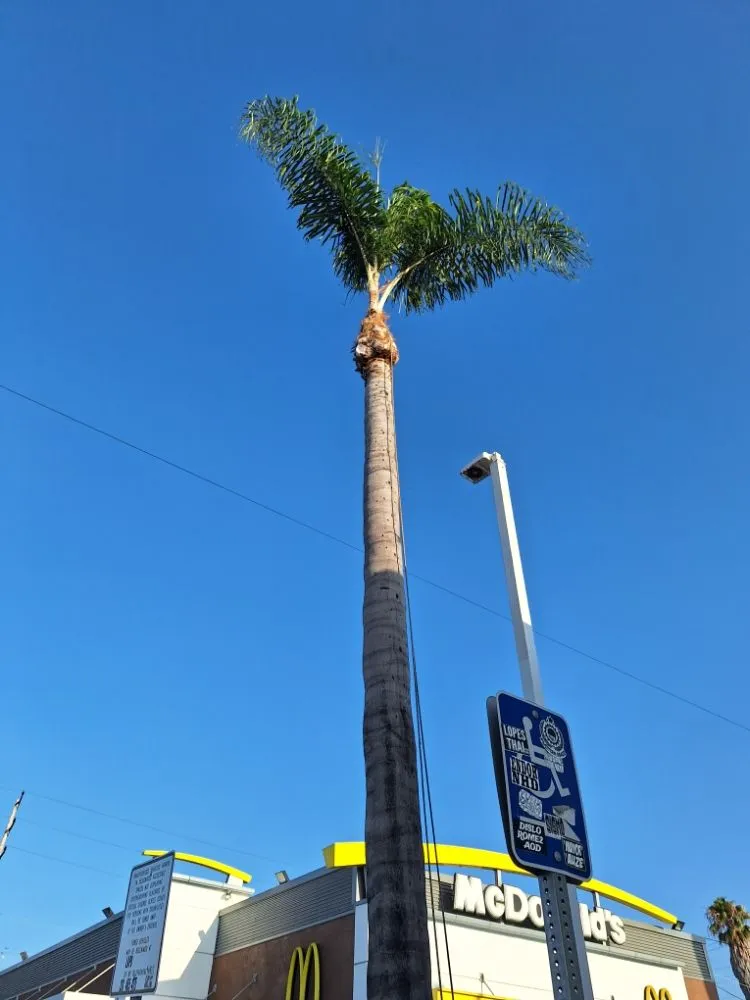 Trusted lawn care service experts serving Los Angeles, CA - Jose Quinteros Landscaping