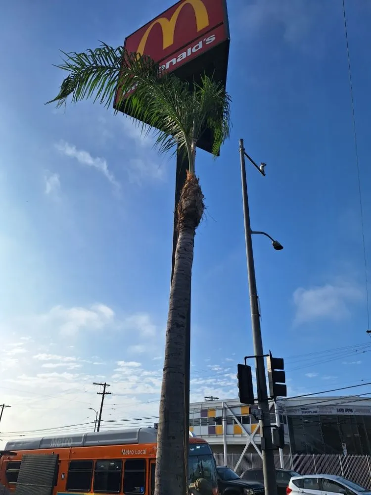 Affordable residential landscaping in Los Angeles, CA - Jose Quinteros Landscaping