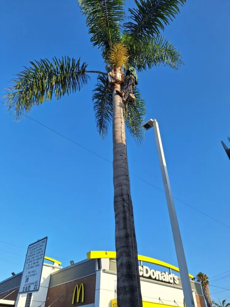 Custom outdoor landscaping experts serving Los Angeles, CA - Jose Quinteros Landscaping