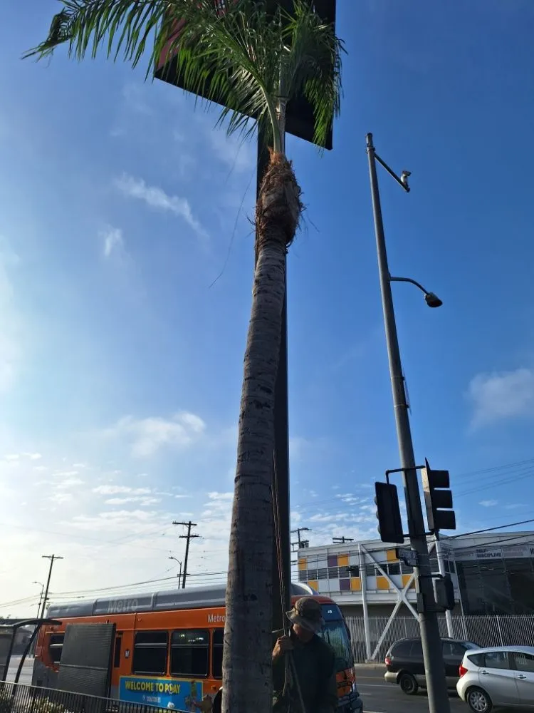 Professional landscaping services in Los Angeles, CA by Jose Quinteros Landscaping