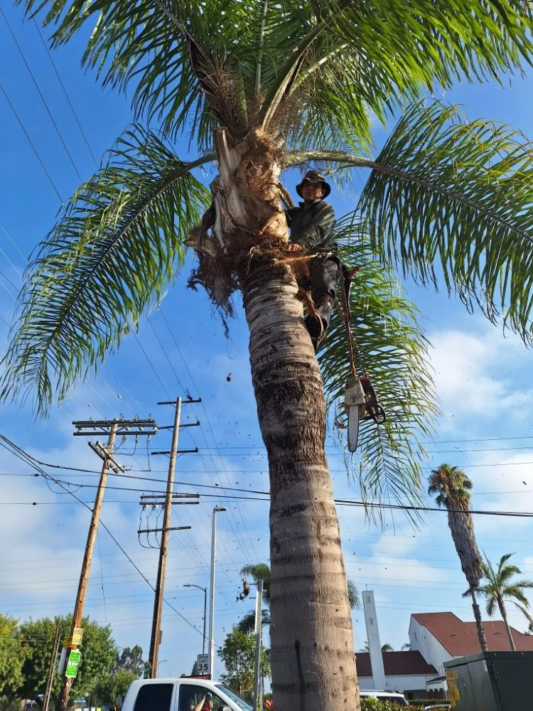 Local landscaping services for year-round maintenance in Los Angeles, CA by Jose Quinteros Landscaping