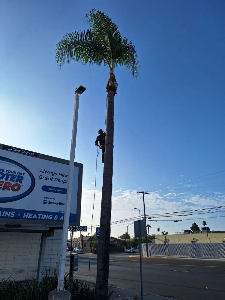 Top-rated landscaping services experts serving Los Angeles, CA - Jose Quinteros Landscaping