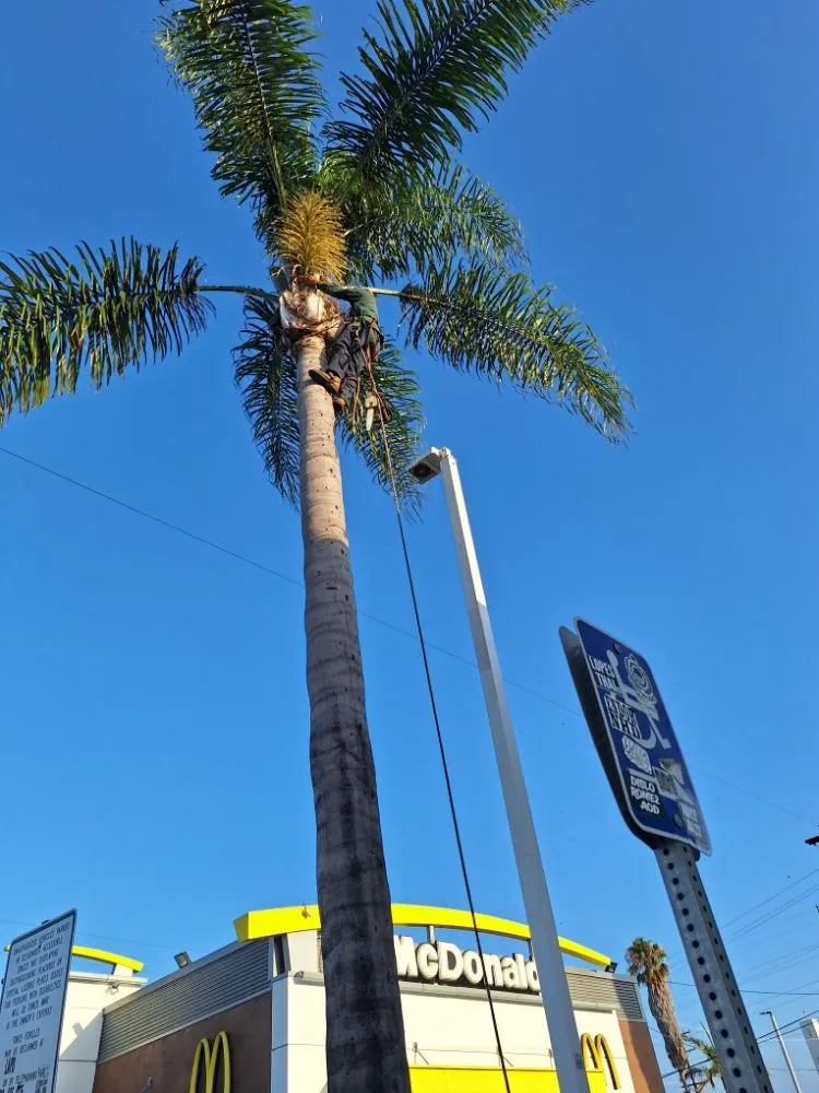 Custom lawn mowing service for homes in Los Angeles, CA by Jose Quinteros Landscaping