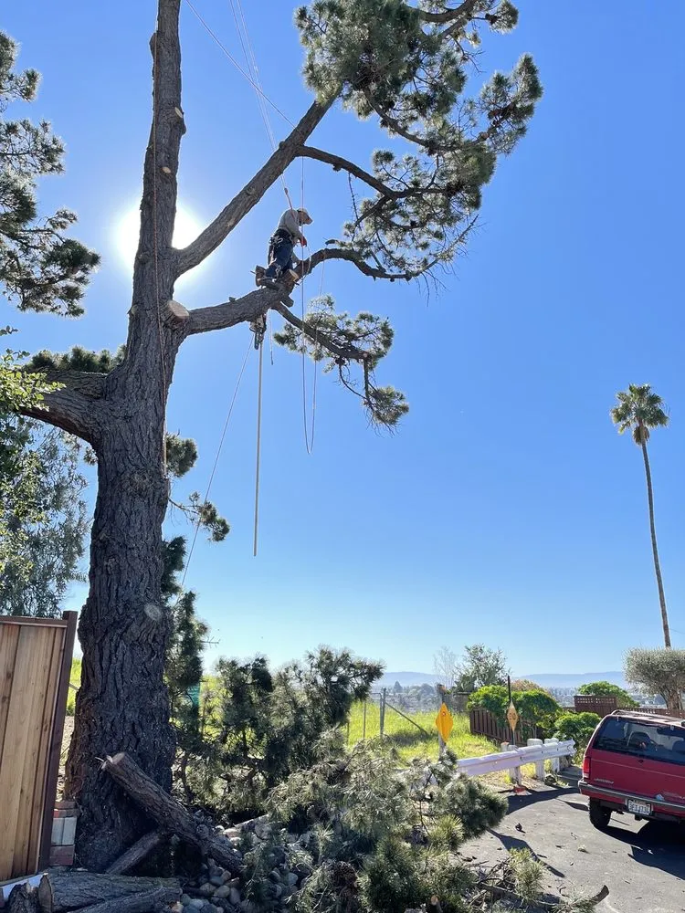 Custom lawn care service in San Mateo, CA by Jose Ramirez Tree Service and Landscaping