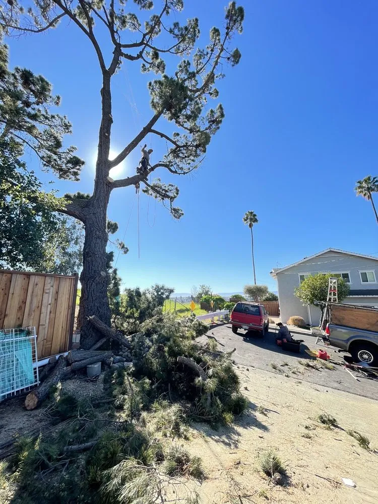 Affordable landscaping services experts serving San Mateo, CA - Jose Ramirez Tree Service and Landscaping