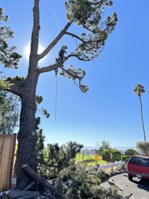 Jose Ramirez Tree Service and Landscaping Logo