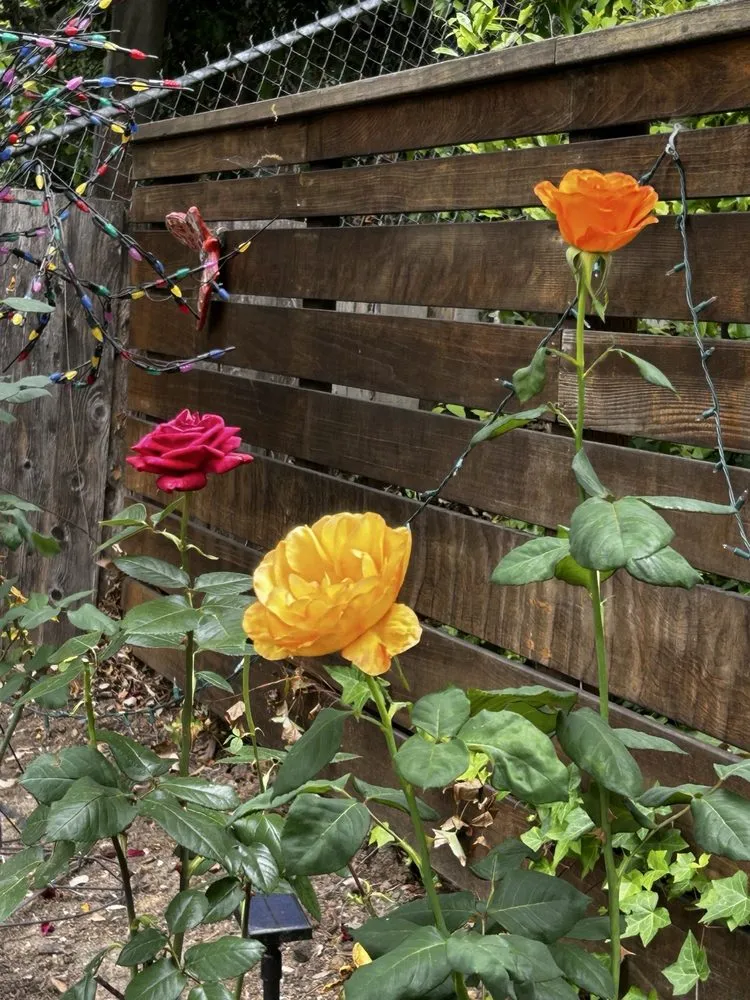 Local yard cleanup service for beautiful yards across Garden Grove, CA - Jose Raymundo Gardening