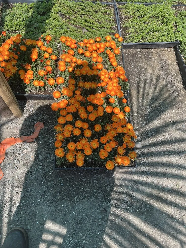 Professional yard maintenance for residential properties in Garden Grove, CA by Jose Raymundo Gardening