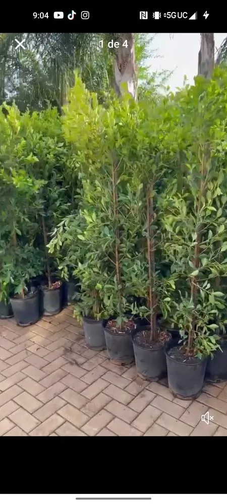 Local garden landscaping for outdoor upgrades across Pomona, CA - Jose Romero Landscaping