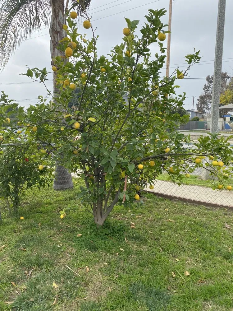 Affordable landscape installation in Pomona, CA by Jose Romero Landscaping