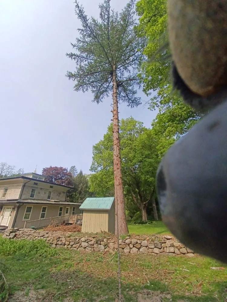 Trusted landscaping services in Danbury, CT - Jose Salinas Tree Services