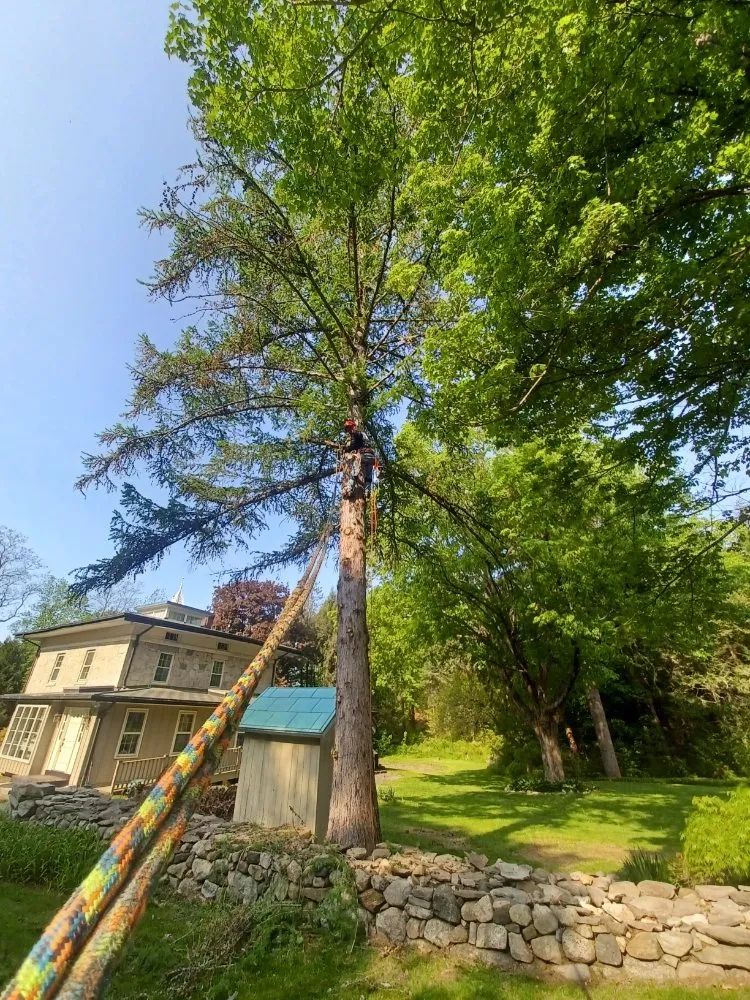 Local landscape design for outdoor upgrades in Danbury, CT by Jose Salinas Tree Services