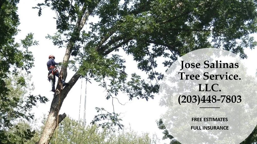 Professional lawn care service in Danbury, CT by Jose Salinas Tree Services