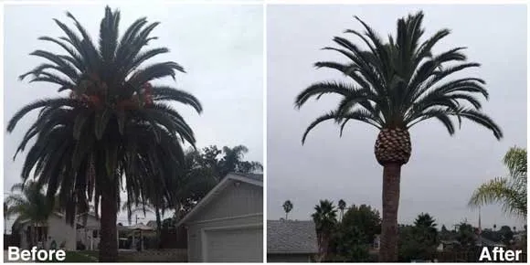 Top-rated landscaping services for beautiful yards across San Diego, CA - jose