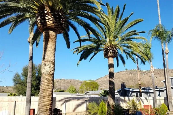 Top-rated lawn mowing service near you across San Diego, CA - jose