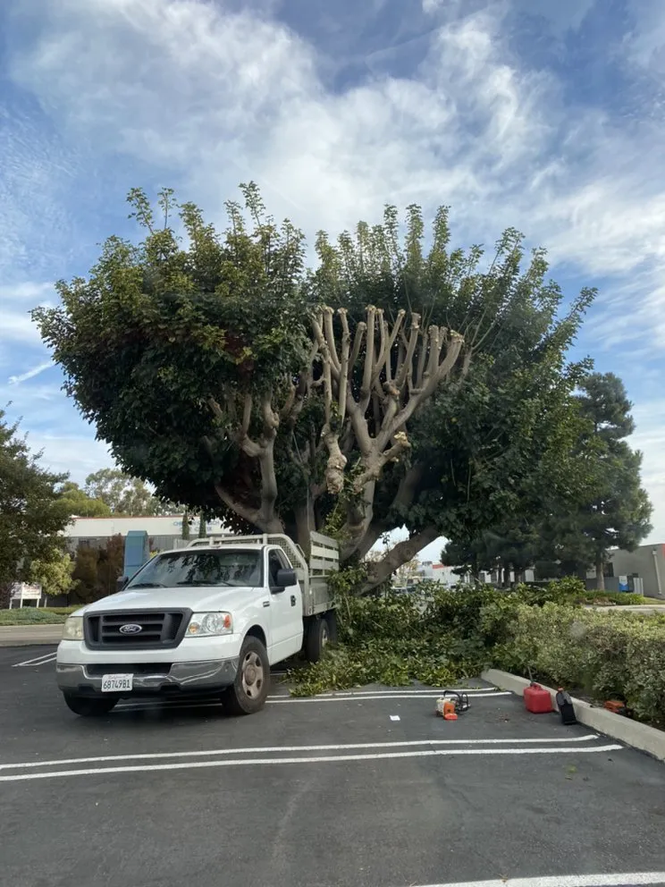 Professional lawn care service in Los Angeles, CA - Jose Santos Landscaping