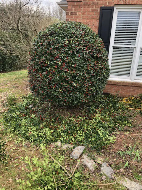 Professional landscape design experts serving Alcoa, TN - Jose Supremacy Landscaping