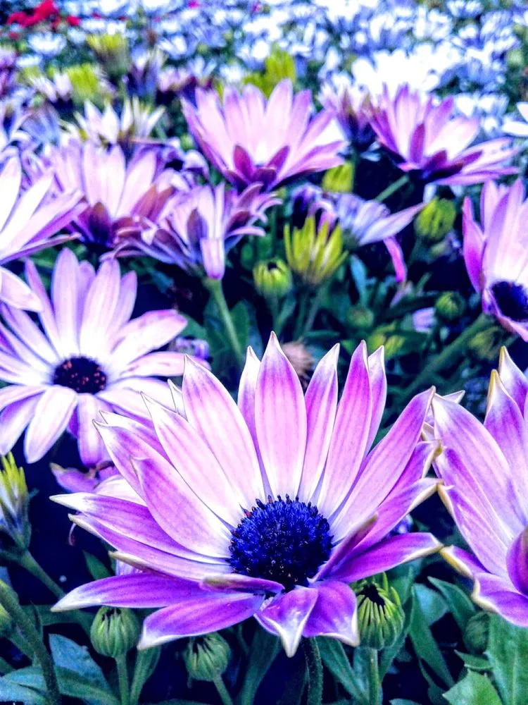 Trusted residential landscaping experts serving Oxnard, CA - Jose The Gardener