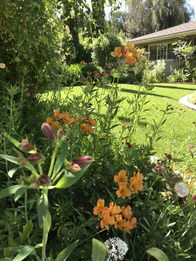 Trusted garden landscaping in Oxnard, CA - Jose The Gardener