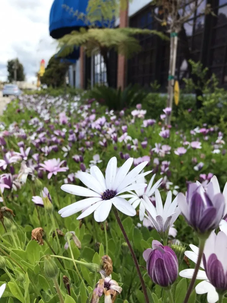 Reliable yard maintenance in Oxnard, CA by Jose The Gardener