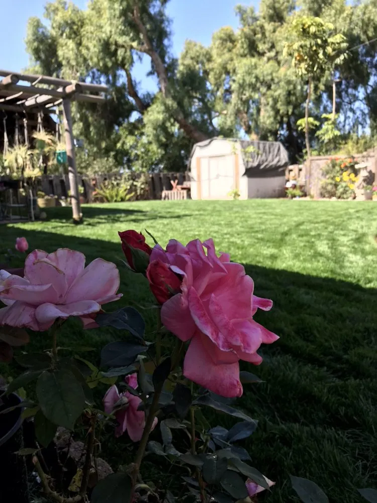 Top-rated landscaping services in Oxnard, CA - Jose The Gardener