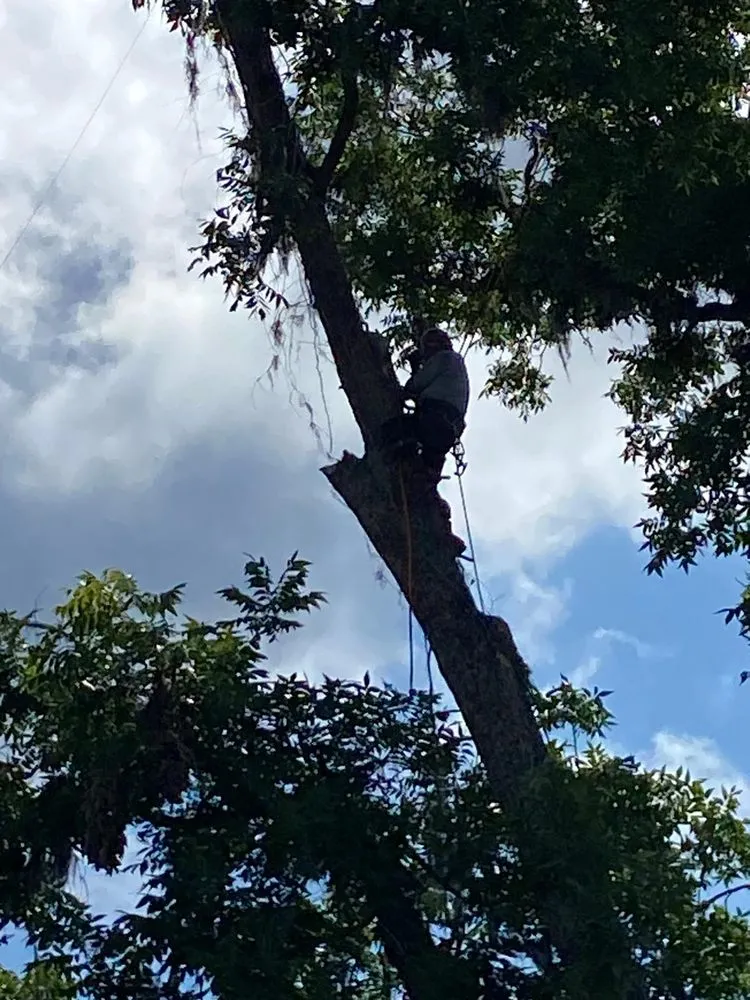 Professional outdoor landscaping for beautiful yards in Pearson, GA by Jose Tree Service & Landscaping