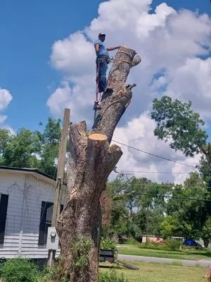 Jose Tree Service & Landscaping