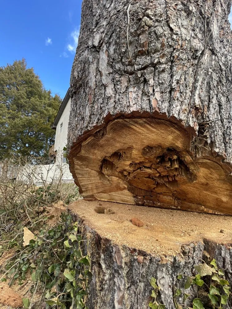 Local landscape installation for outdoor upgrades across Annapolis, MD - Jose Tree Service and Landscaping