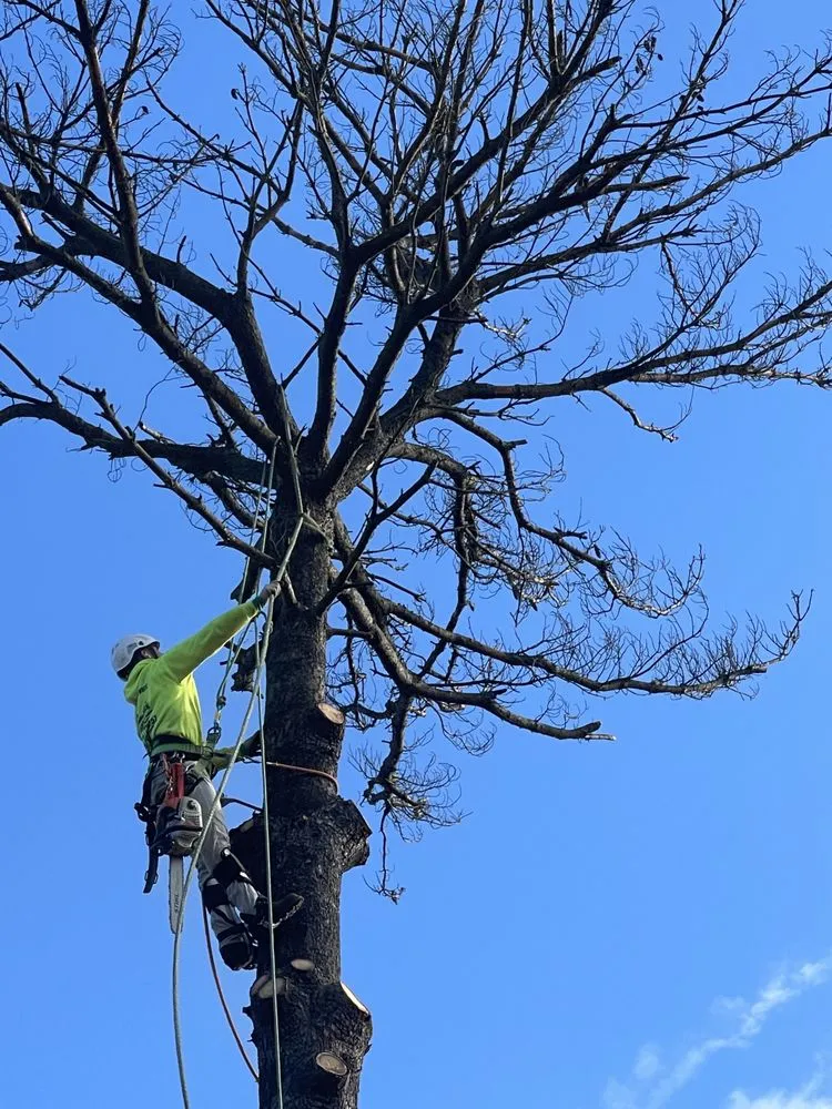 Local yard maintenance for year-round maintenance in Annapolis, MD by Jose Tree Service and Landscaping